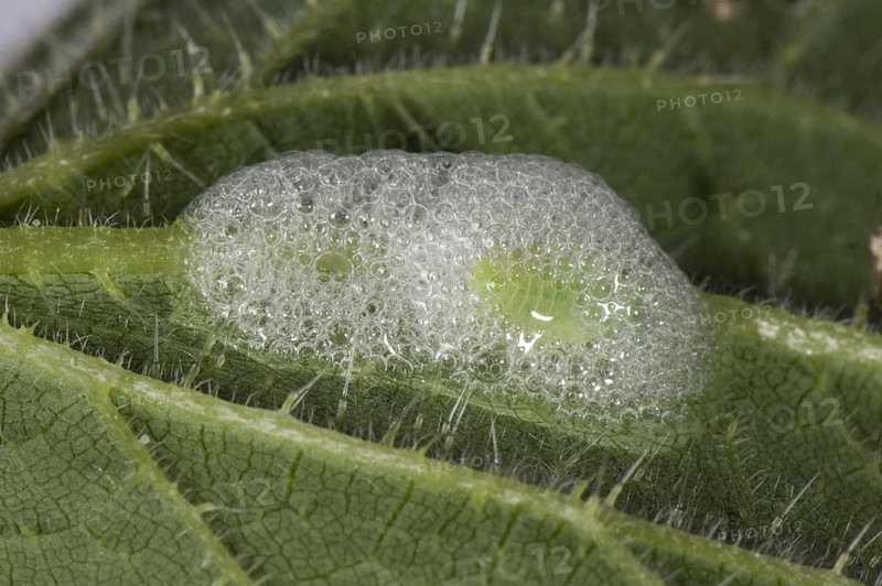 Meadow foam cicada