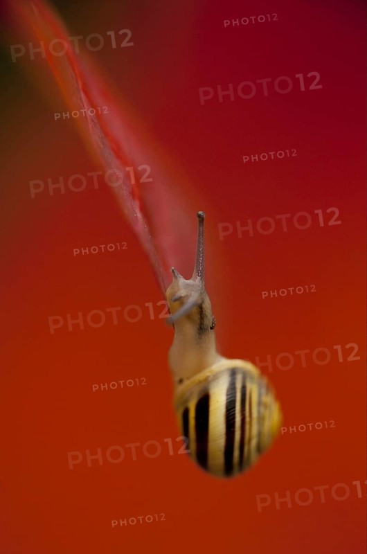 White-lipped Banded Snail