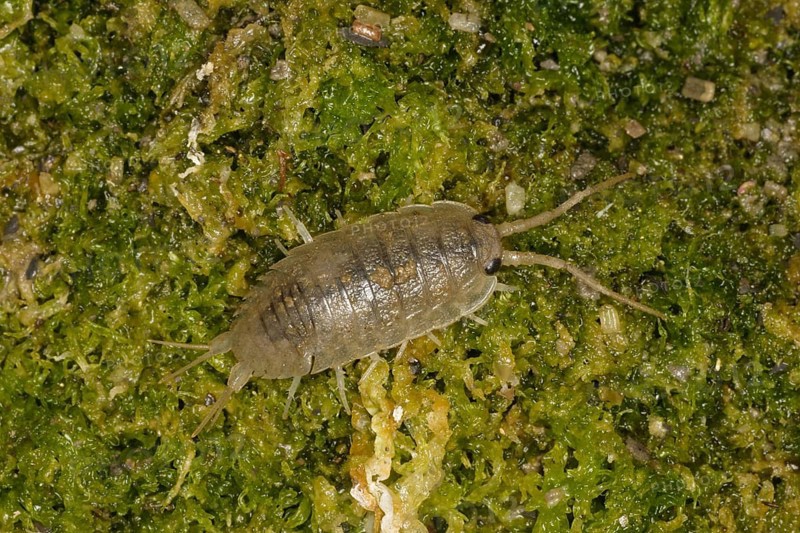 Sea roach