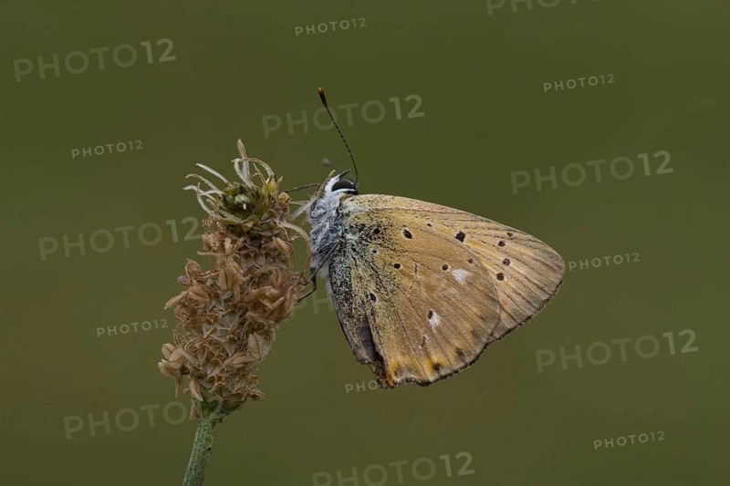Ducat butterfly