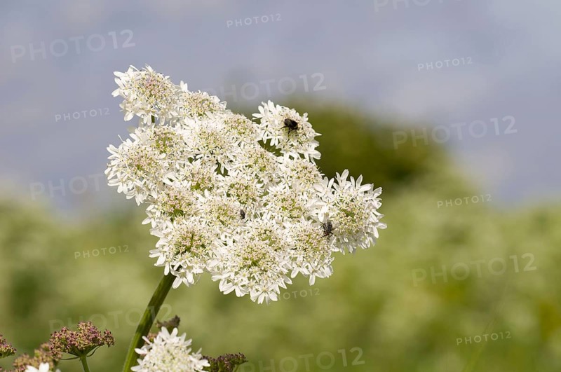 Meadow