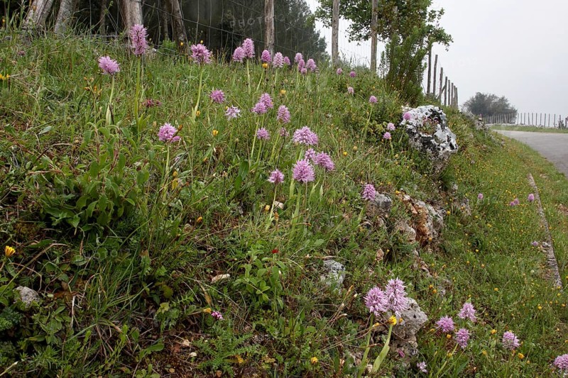 Flowering Naked naked man orchid