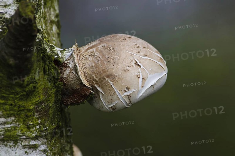 Birch Polypore
