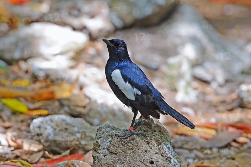 Seychelles dajal