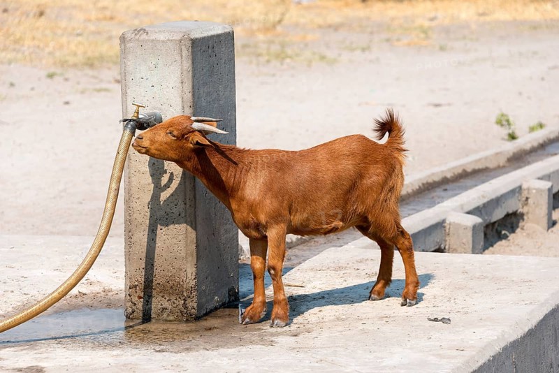 Goat drinking from tap