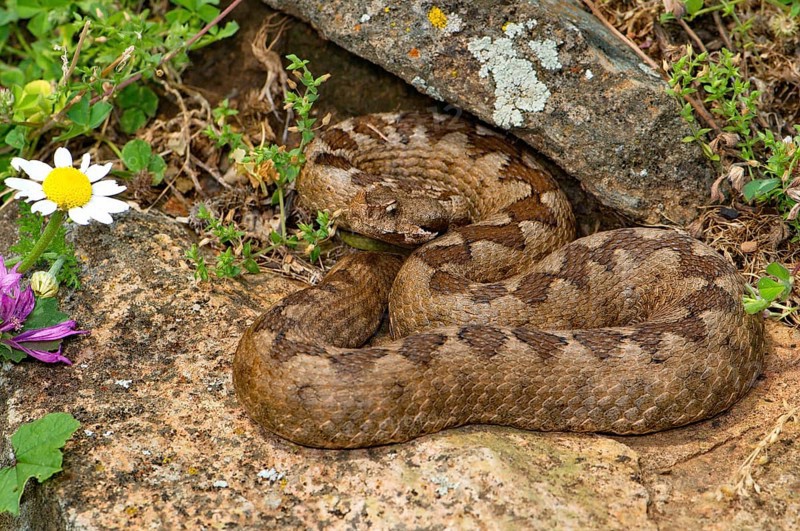 Southern horned viper