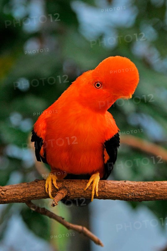 Andean Rock Cock