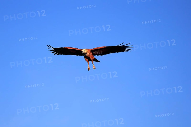 Black-collared hawk