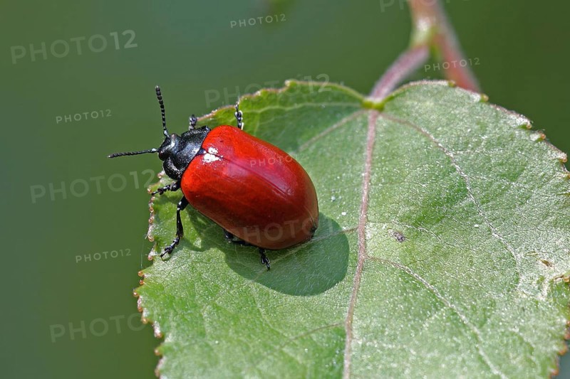 Red poplar leaf beetle