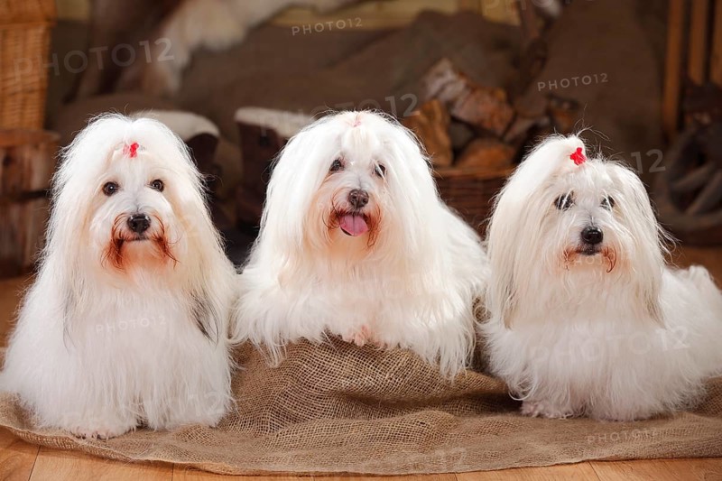 Coton de Tulear