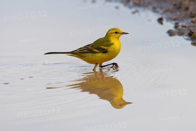 Yellow Wagtail