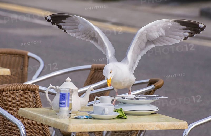 European herring gull