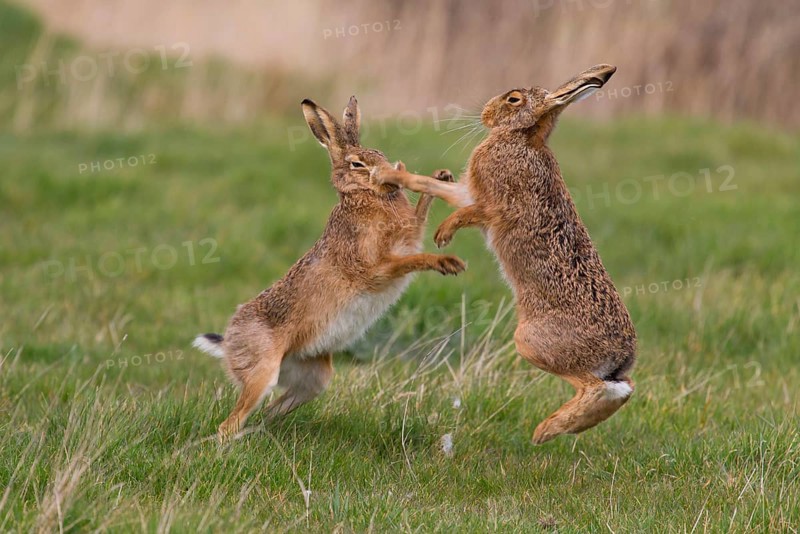 European Hare