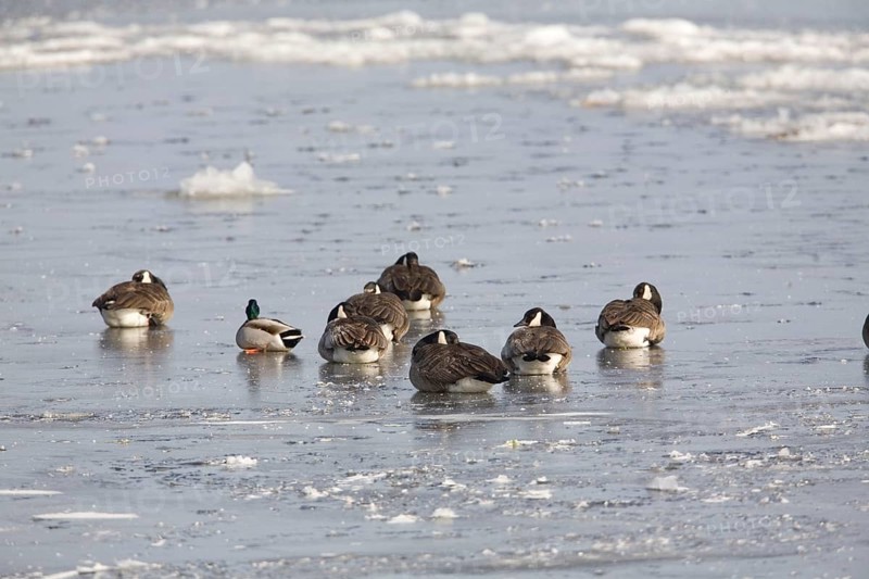 Canada goose