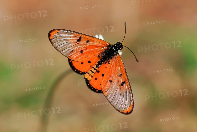Wandering Donkey Acraea