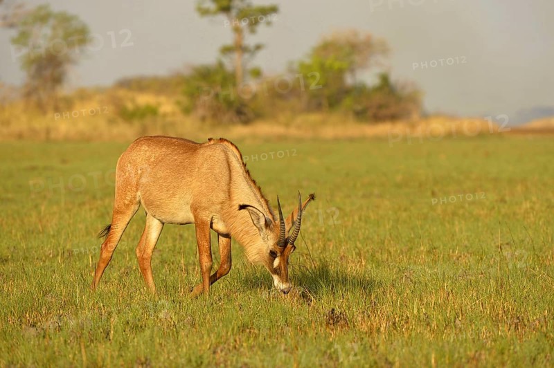 Roan Antelope