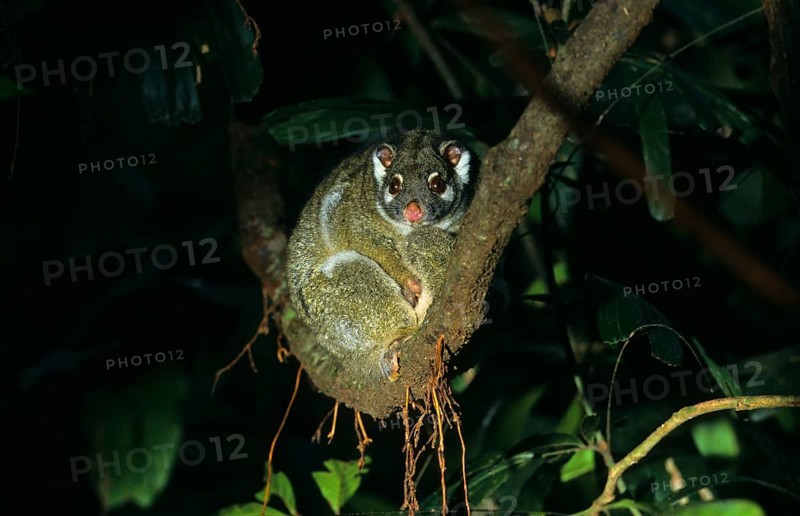Ringtail Possum