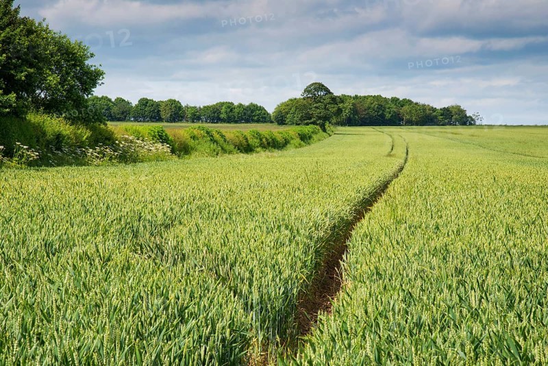 Wheat
