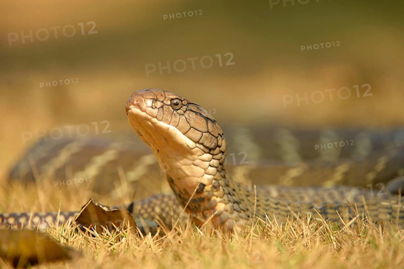 King Cobra
