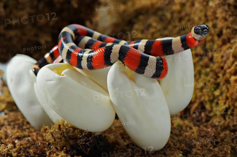 Puebla king snake