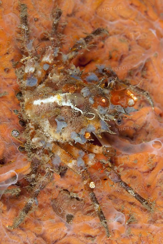Decorator crab