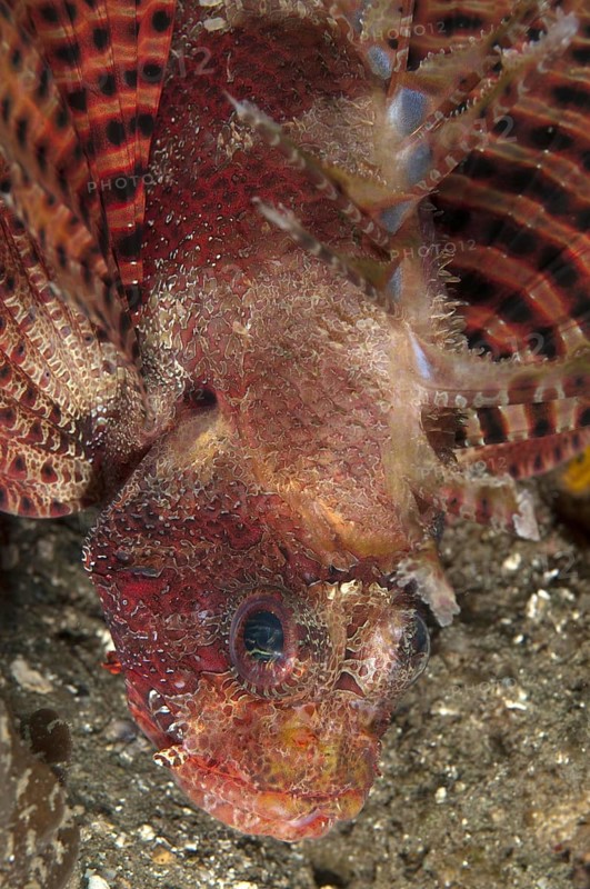 Hawaiian lionfishes