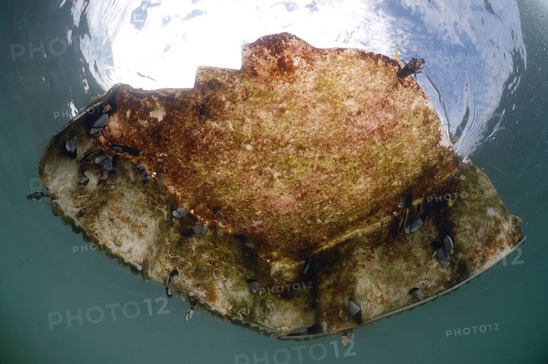 Barnacle