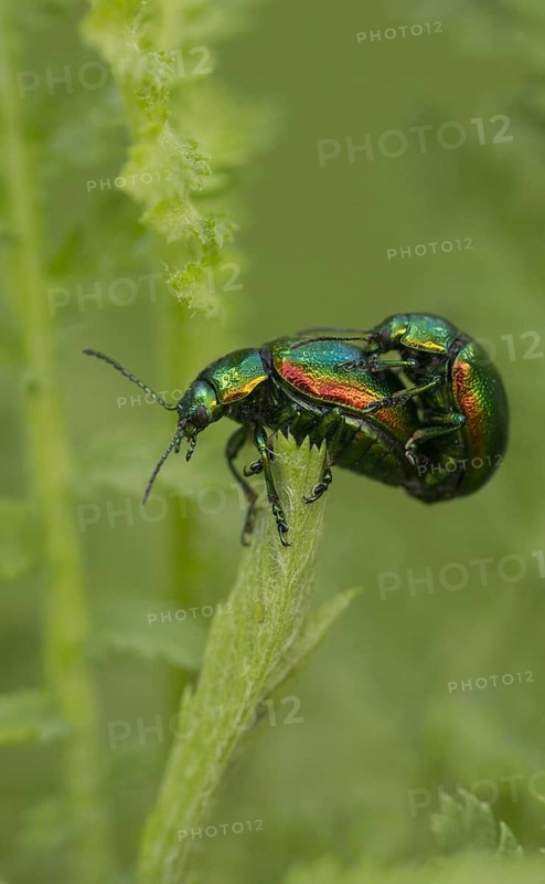 Adult pair of Tansy