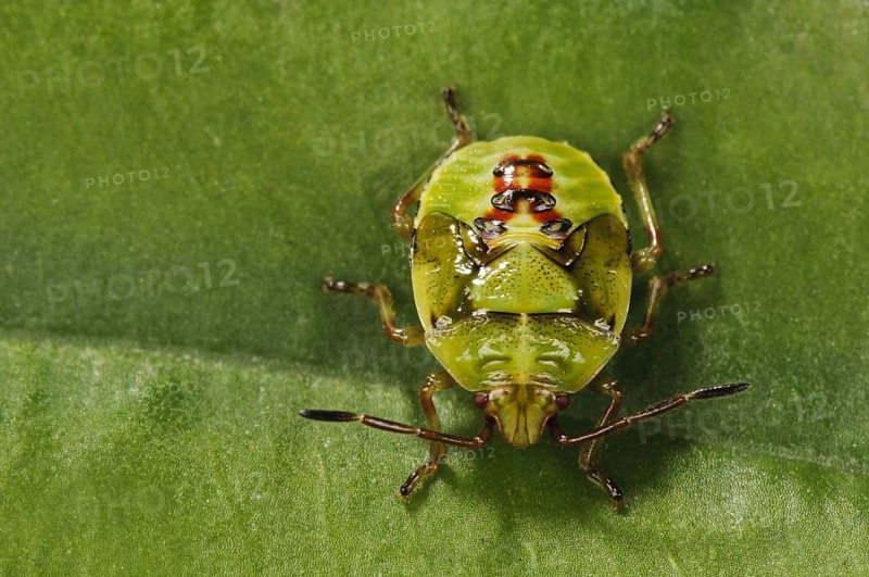 Birch shieldbugs