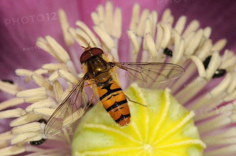 Grove hoverfly