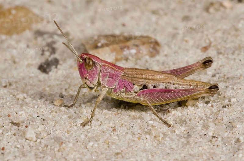 Meadow grasshopper