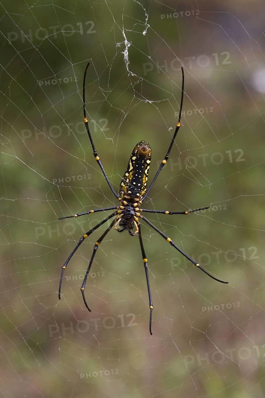 Silk spider