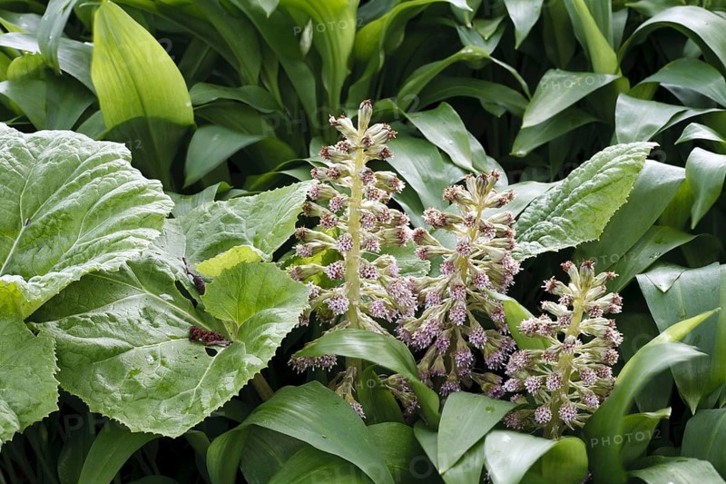 Butterbur