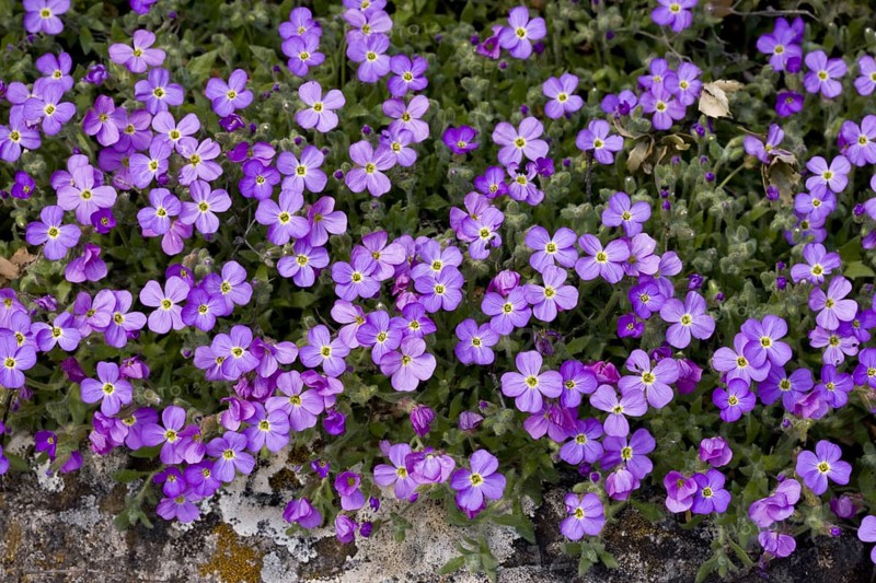 Lilacbush
