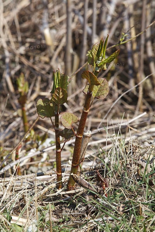 Reynoutria japonica
