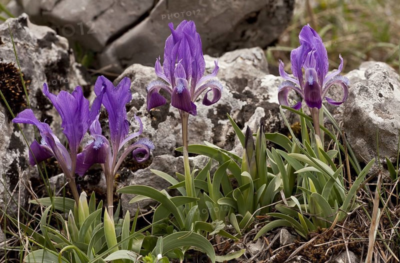 Flowering dwarf iris