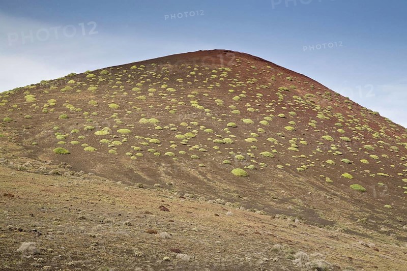 Balsam spurge