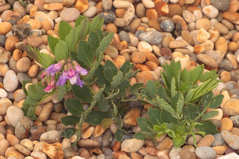 Sea Pea