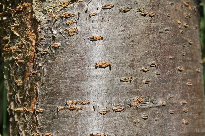Prunus x domestica