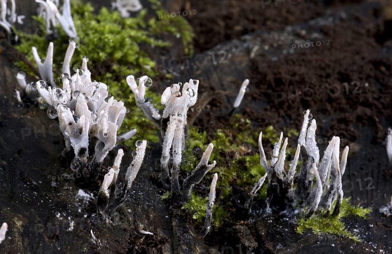 Candle-snuff Fungus