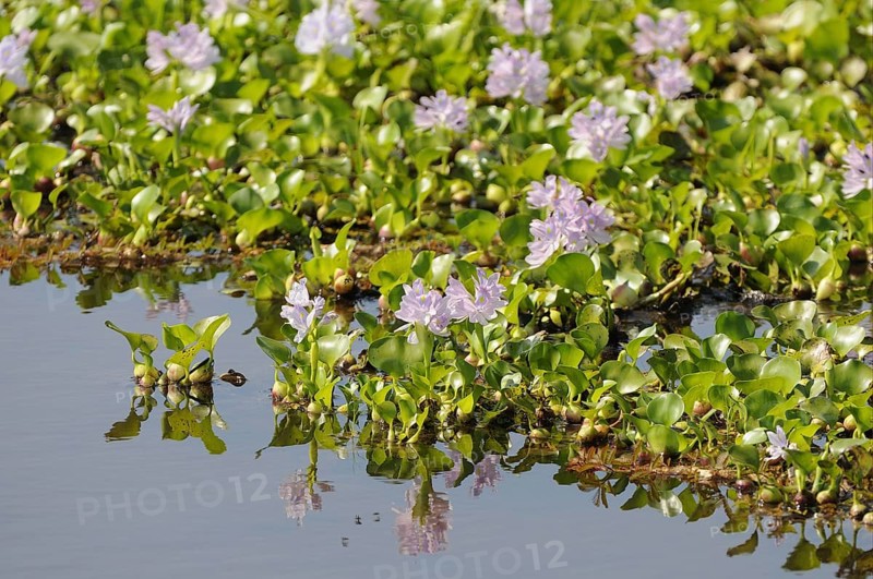 Water hyacinth