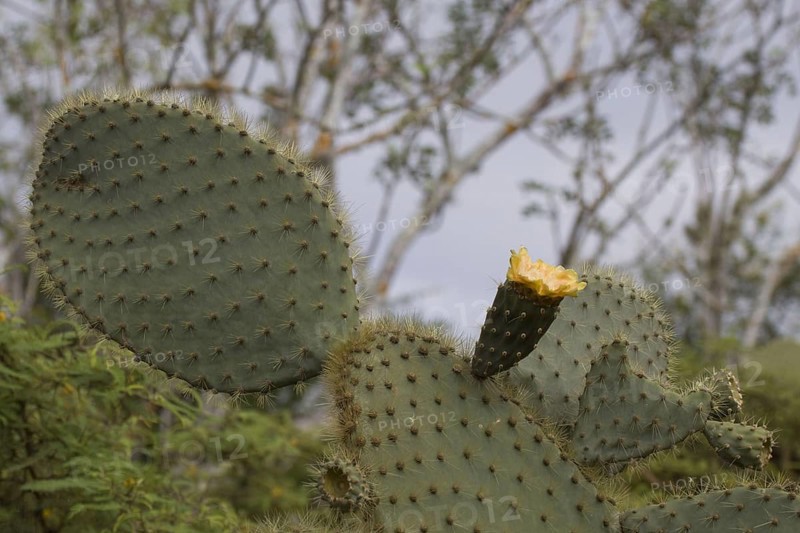 Giant Prickly Pear Cactus on Santa Cruz