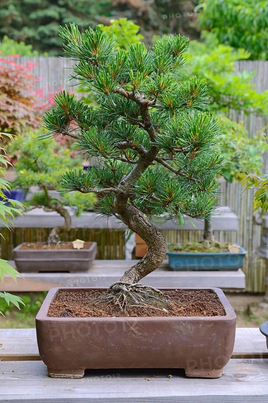 Scots pine
