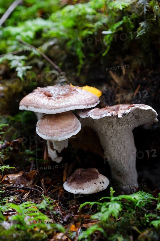 Violet White Spore Spining