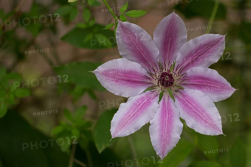 Wood Vine