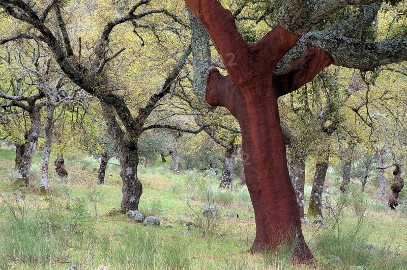 Cork oak
