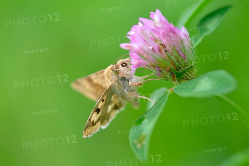 Cardoon Sun Owl