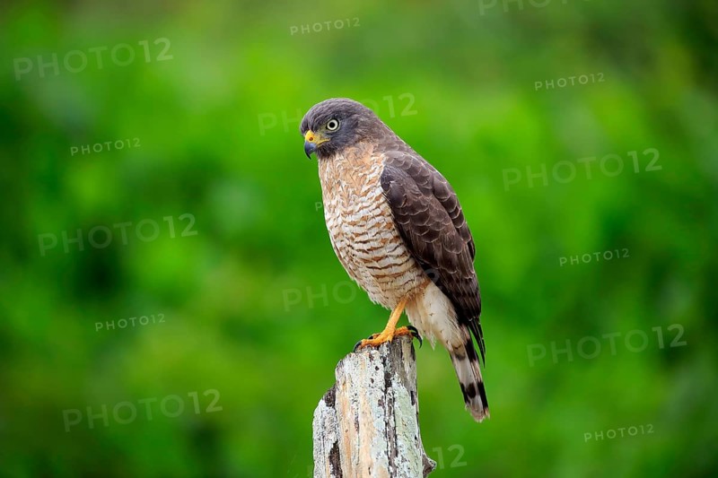 Road-side Hawk