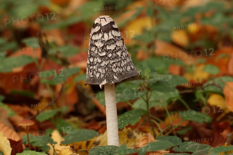 Elster ink cap