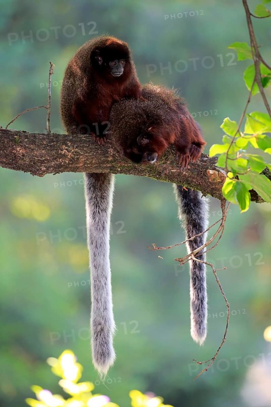 Coppery titi